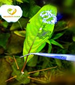 ⁦Hygrophila corymbosa ''stricta'' هيجروفليا جاينت⁩ - الصورة ⁦8⁩