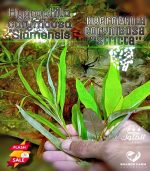 ⁦Hygrophila corymbosa ''stricta'' هيجروفليا جاينت⁩ - الصورة ⁦9⁩