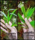 ⁦Hygrophila 'Siamensis' هيجروفيليا سايميز⁩ - الصورة ⁦3⁩