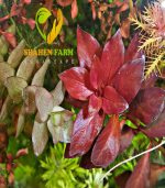 ⁦Ludwigia"Rubin"super red لودجيا سوبر ريد⁩ - الصورة ⁦13⁩