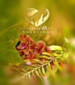 Rotala Blood Red روتالا بلد ريد - الصورة 6