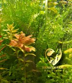 String japan moss سترينجى موس - الصورة 8