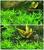 ⁦Heteranthera zosterifolia ستار جراس⁩ - الصورة ⁦2⁩