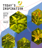 ⁦Ludwigia repens لودجيا ريبينس⁩ - الصورة ⁦8⁩