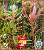 Nesaea crassicaulis vs ammania gracilis أمنيا و نياسا - الصورة 8