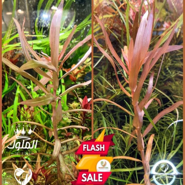 Nesaea crassicaulis vs ammania gracilis أمنيا و نياسا