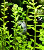 Rotala indica Bonsai روتالا بونساى - الصورة 9