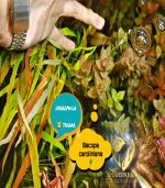 ⁦Bacopa caroliniana باكوبا كارولينا⁩ - الصورة ⁦7⁩