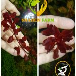 Ludwigia palustris "Super Red"لودجيا سوبر ريد مينى