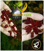 Ludwigia palustris "Super Red"لودجيا سوبر ريد مينى