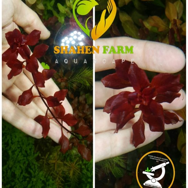 Ludwigia palustris "Super Red"لودجيا سوبر ريد مينى