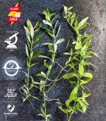 ⁦Hygrophila polysperma هيجروفليا بوليسبيرما⁩ - الصورة ⁦10⁩