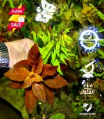 ⁦Ludwigia"Rubin"super red لودجيا سوبر ريد⁩ - الصورة ⁦14⁩