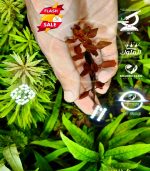 ⁦Ludwigia palustris "Super Red"لودجيا سوبر ريد مينى⁩ - الصورة ⁦9⁩