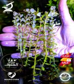 Rotala indica Bonsai روتالا بونساى - الصورة 10