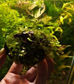 ⁦Monosolenium Tenerum .. Pellia Moss بيليا موس⁩ - الصورة ⁦3⁩