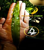 Aponogeton ulvaceus ابنجتون اولفاكوس - الصورة 8