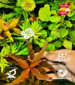 Alternanthera reineckii "Rosaefolia" النتيرا روزفوليا - الصورة 12