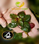 ⁦Ludwigia"Rubin"super red لودجيا سوبر ريد⁩ - الصورة ⁦9⁩