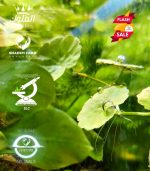 ⁦Hydrocotyle leucocephala هيدروكتيل ليكوفالا⁩ - الصورة ⁦7⁩