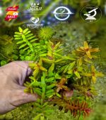 ⁦Rotala rotundifolia روتالا روتنديفوليا بينك⁩ - الصورة ⁦12⁩