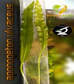 Aponogeton ulvaceus ابنجتون اولفاكوس - الصورة 9