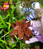 ⁦Ludwigia"Rubin"super red لودجيا سوبر ريد⁩ - الصورة ⁦15⁩