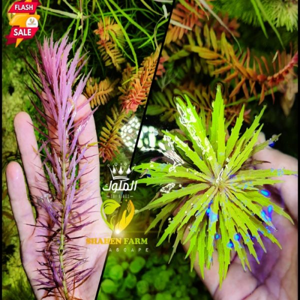 Limnophila Aromatica ليمنوفليا اروماتيكا