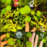 Hydrocotyle Verticillata هيدروكتيل امبريلا
