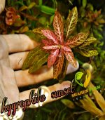 ⁦Hygrophila polysperma 'Sunset' ('Rosanervig') هيجروفيليا صن سيت⁩ - الصورة ⁦9⁩