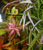 Pogostemon Quadrifolius بوجستيمون كوادريفليوس - الصورة 4