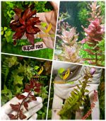 ⁦Ludwigia"Rubin"super red لودجيا سوبر ريد⁩ - الصورة ⁦6⁩