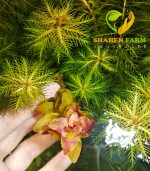 Marsh mermaidweed مرميد ويد - الصورة 16