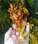 ⁦Rotala Macrandra روتالا ماكندرا بترفلاى⁩ - الصورة ⁦9⁩