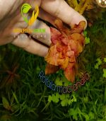 Rotala Macrandra روتالا ماكندرا بترفلاى