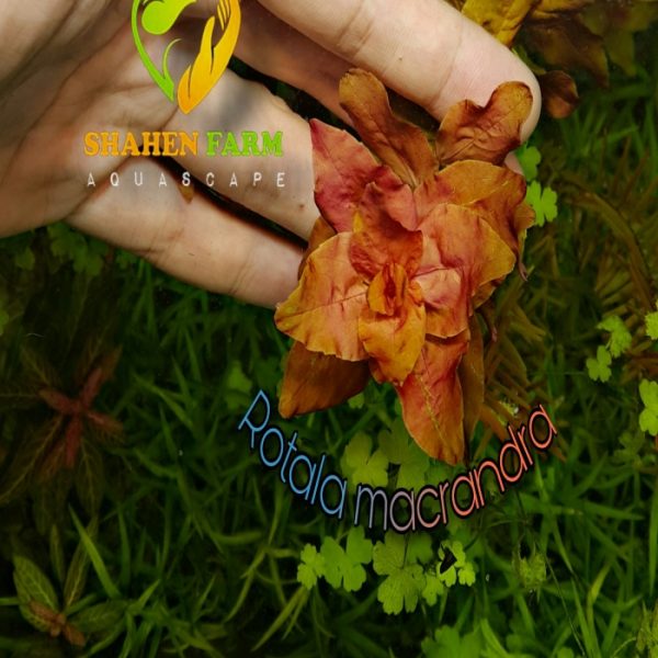 Rotala Macrandra روتالا ماكندرا بترفلاى