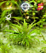 ⁦Pogostemon helfer بوجستيمون هيلفرى⁩ - الصورة ⁦4⁩