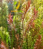 ⁦Rotala H.A.R VIETNAM روتالا فيتنام⁩ - الصورة ⁦7⁩