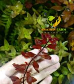 ⁦Ludwigia palustris "Super Red"لودجيا سوبر ريد مينى⁩ - الصورة ⁦10⁩