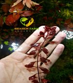 ⁦Ludwigia palustris "Super Red"لودجيا سوبر ريد مينى⁩ - الصورة ⁦11⁩