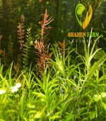 ⁦Heteranthera zosterifolia ستار جراس⁩ - الصورة ⁦3⁩