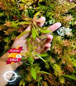 ⁦Hygrophila polysperma هيجروفليا بوليسبيرما⁩ - الصورة ⁦4⁩