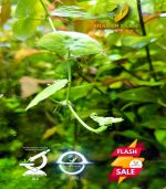 Hydrocotyle leucocephala هيدروكتيل ليكوفالا