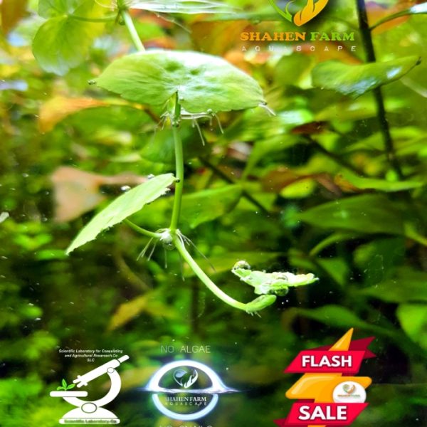 Hydrocotyle leucocephala هيدروكتيل ليكوفالا