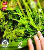 ⁦Hygrophila 'Siamensis' هيجروفيليا سايميز⁩ - الصورة ⁦2⁩