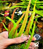 Hygrophila polysperma "Tiger"هيجروفيليا تايجر - الصورة 7