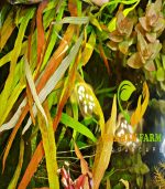 Hygrophila polysperma "Tiger"هيجروفيليا تايجر - الصورة 8