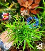 ⁦Heteranthera zosterifolia ستار جراس⁩ - الصورة ⁦4⁩