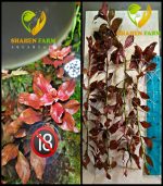 ⁦Ludwigia"Rubin"super red لودجيا سوبر ريد⁩ - الصورة ⁦16⁩