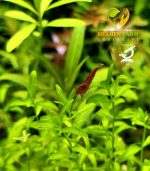 Hemianthus micranthemoides ( H M ) كاربت hm اتش ام